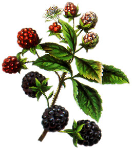  Bildquelle: Ernst Klett Verlag - Brombeere - Rubus fruticosus