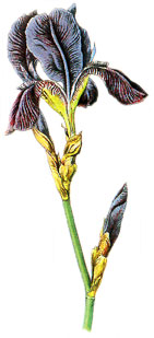  Bildquelle: Ernst Klett Verlag - Iris oder Schwertlilie - Iris germanica