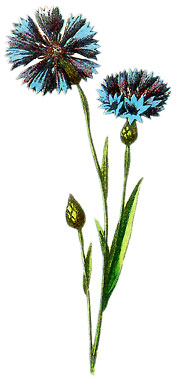  Bildquelle: Ernst Klett Verlag - Kornblume - Centaurea cyanus