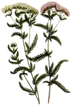  Bildquelle: Ernst Klett Verlag - Schafgarbe - Achillea millefolium